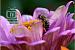 How Bees Make Honey